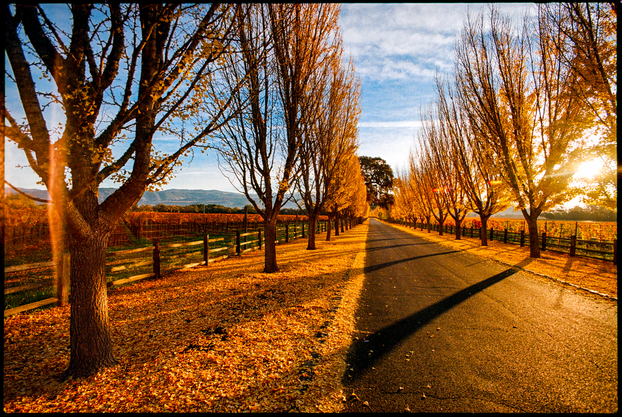 Morning’s Embrace: A Visual Symphony in Napa Valley